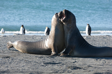 Fototapeta premium South Georgia. Sea Elephant Duel on Sunny Winter Day