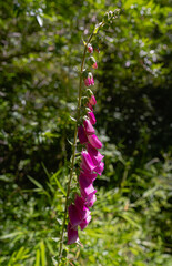 flowers in the middle of a forest