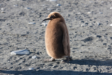 Obraz premium South Georgia. Close-up royal penguin chick on a sunny winter day