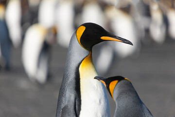 South Georgia. Group of king penguins close up on a sunny winter day