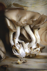 Oyster mushrooms on a wooden surface. Raw mushrooms.