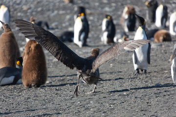 Obraz premium South Georgia skua Cloud Winter Day