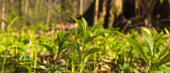 Spring concept - the first young grass in the forest close-up, panoramic view, spring natural background