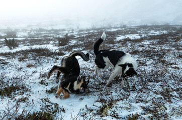 Dogs. Dogs frolic in the open. Two dogs. Young rottweiler and mongrel.