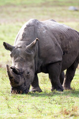 Fototapeta premium Black Rhino 4