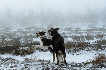 Dogs. Dogs frolic in the open. Two dogs. Young rottweiler and mongrel.