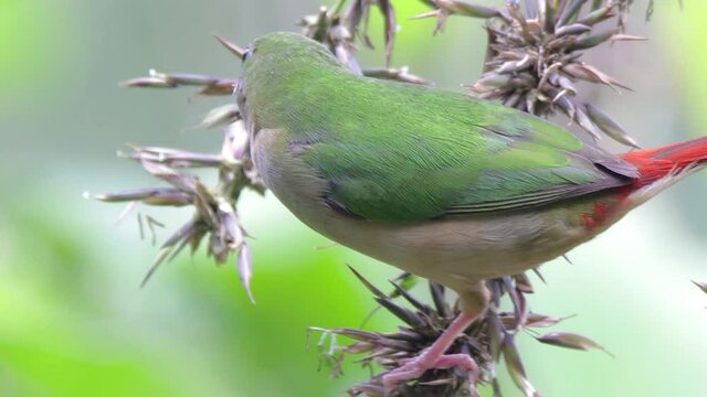 beautiful bird of Pin-tailed parrot finch eating bamboo flowers in the nature
