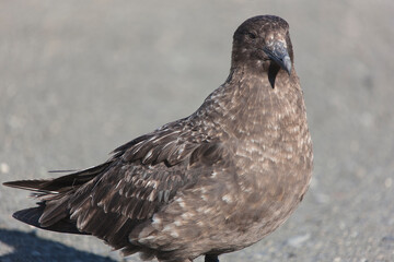South Georgia skua Cloud Winter Day