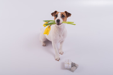 A cute dog sits next to gift box and holds a bouquet of yellow tulips in his mouth on a white background. Greeting card for International Women's Day on March 8