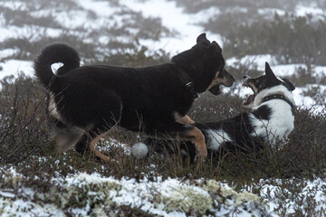 Dogs. Dogs frolic in the open. Two dogs. Young rottweiler and mongrel.