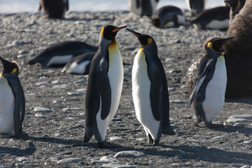 Obraz premium Southern Georgia Group of Royal Penguins Close-up on Sunny Winter Day