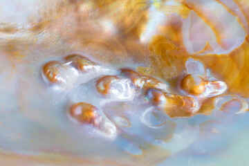 mother of pearl texture, seashell, macro
