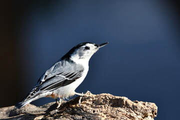 White breasted nuthatch