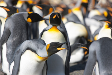 South Georgia Group of Royal Penguins Closeup in Cloud Winter Da