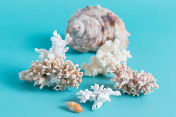 Summer sea background - shells and coral on a blue background.