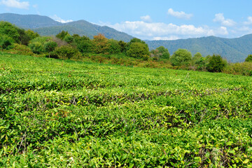 Fototapeta na wymiar leaves of tea from green bushes high in the mountains. Tea Valley tea production.