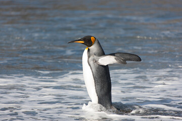 Fototapeta na wymiar South Georgia. King penguin emerging from the water close-up on a sunny winter day