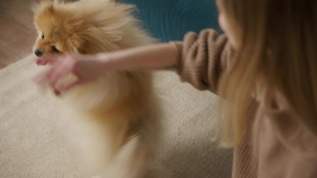 Woman is training pomeranian dog, sitting on the floor. Mistress asking pet to execute the command. Domestic animal treat circling and lying.