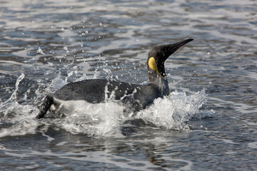 South Georgia. King penguin emerging from the water close-up on a sunny winter day