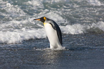 Naklejka na ściany i meble South Georgia. King penguin emerging from the water close-up on a sunny winter day