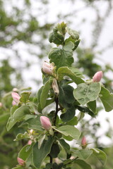 Buds and flowers on an apple tree