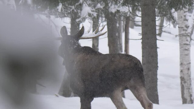 Big horned Moose fleeing quickly through snow-capped winter forest - Medium slow-motion tracking shot