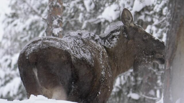 Roamer Moose covered in snow trampling through frozen winter forest -  Medium slow-motion shot