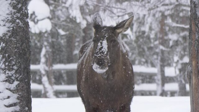 Hungry Moose scrambling through snow in search of food in harsh winter - Medium tracking shot