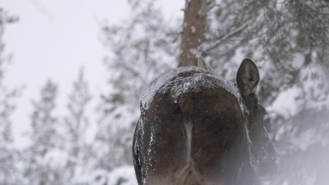 Large Moose shrouded in white misty snow wandering Winter forest - Backview medium slow-motion shot