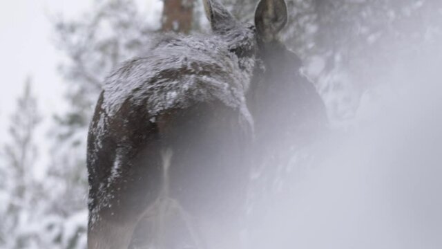 Young snow-covered Moose rambling through cold Frozen Swedish forest - Long medium close-up shot