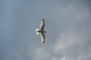 European Herring gull in flight