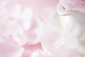 Pink Peony Petals botanical background in natural daylight with copy space for summer, spring or Mother's Day themes 
