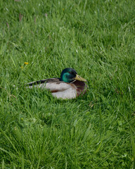 Drake mallard resting on grass