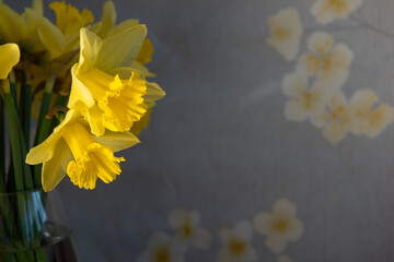 Daffodils flower on its own with colourful background 