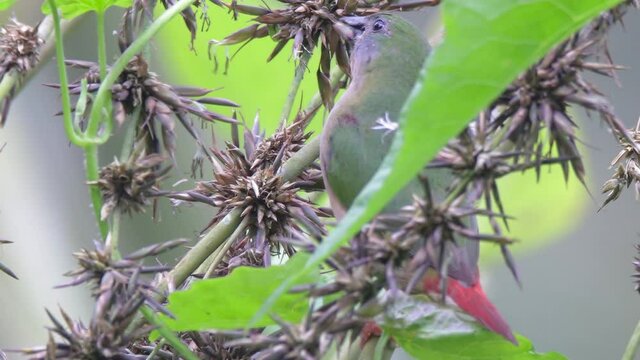 beautiful bird of Pin-tailed parrot finch eating bamboo flowers in the nature