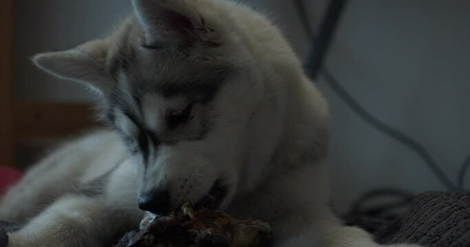 Husky puppy gnawing on dog bone at home, close up slow motion shot