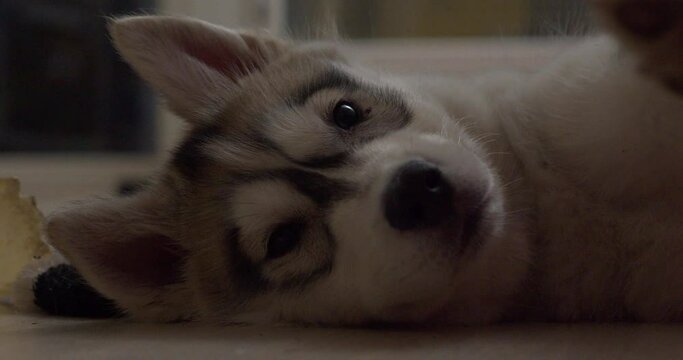 Tired husky puppy resting on floor, close up shot
