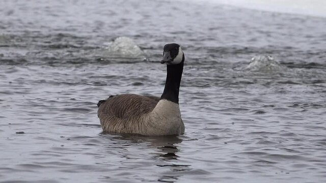 Ganada Goose Swiming on a frozen lake