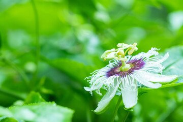 Passion fruit flowers, white and purple flowers with green leaves There is a fragrance in the organic garden.