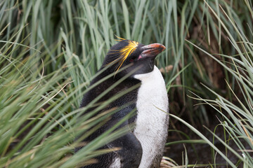 South Georgia Penguin Makaroni close-up in a cloud winter day