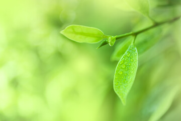 Leaves close up nature view of green leaf on blurred greenery background in garden Use as background image for pasting text or characters