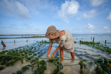 NUSA PENIDA, INDONESIA - 2011-06-28 : Farmer collecting seaweed plantations at seaweed farm in Nusa Penida, Indonesia
