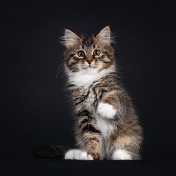 Adorable black tabby with white Siberian cat kitten, sitting facing front saying hi with one paw in the air. Looking straight to camera. Isolated on black background.