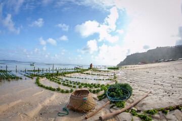 NUSA PENIDA, INDONESIA - 2011-06-28 : Farmer collecting seaweed plantations at seaweed farm in Nusa Penida, Indonesia © trezy76