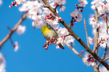 あんずの花とメジロ