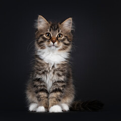 Adorable black tabby with white Siberian cat kitten, sitting  up facing front. Looking straight to camera. Isolated on black background.