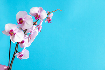 Orchids flowers against bright blue background. Minimal spring bloom, tropical or holiday layout.Copy space