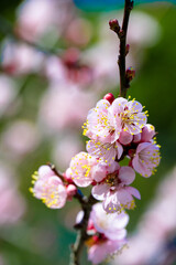 椎田の枝垂れ梅