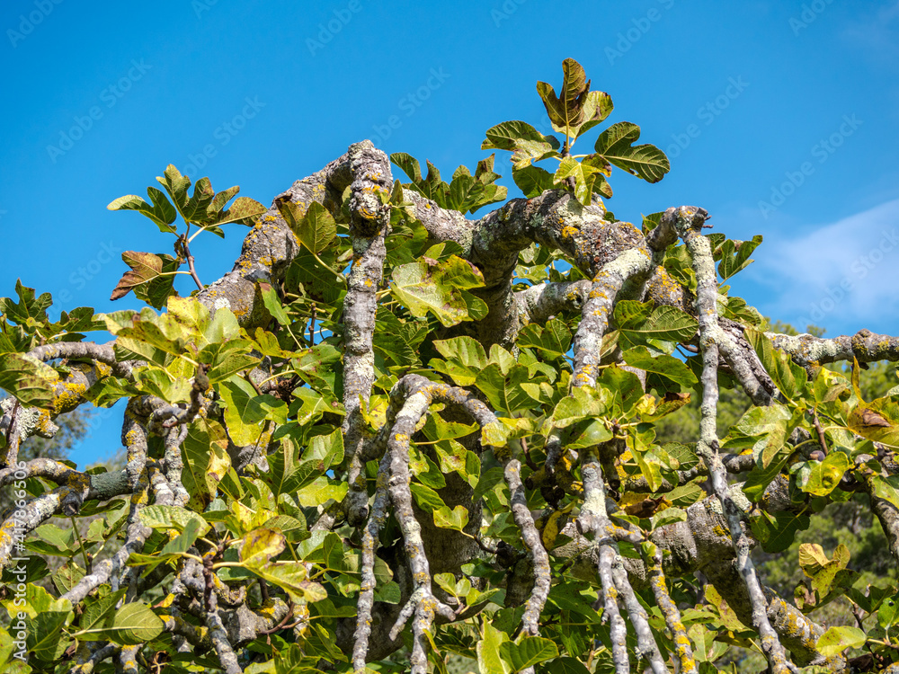 Wall mural  fig tree, majorca,spain