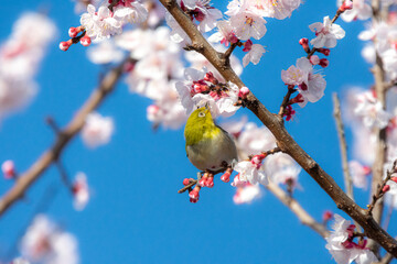 あんずの花とメジロ